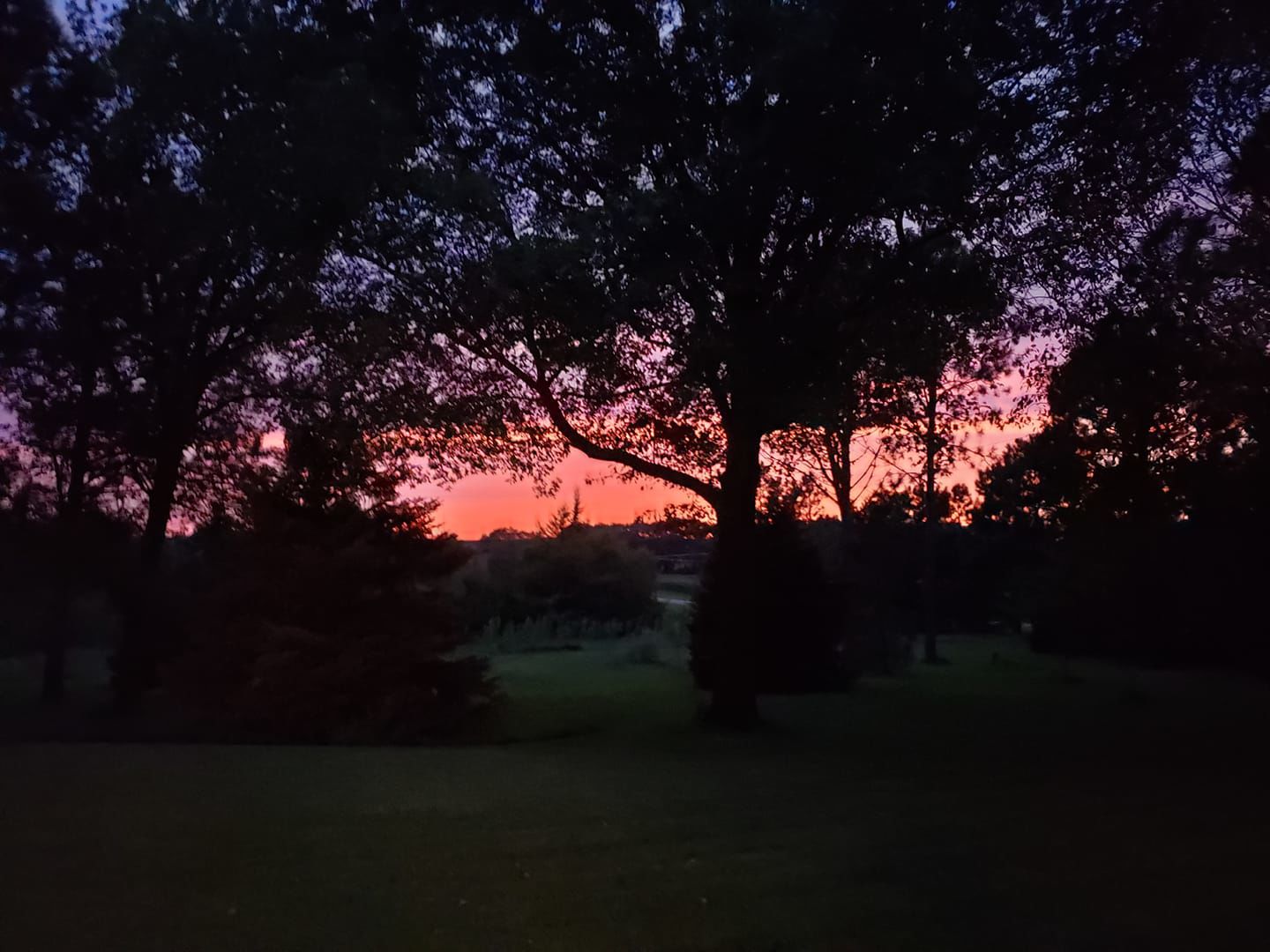 Through the trees.jpg